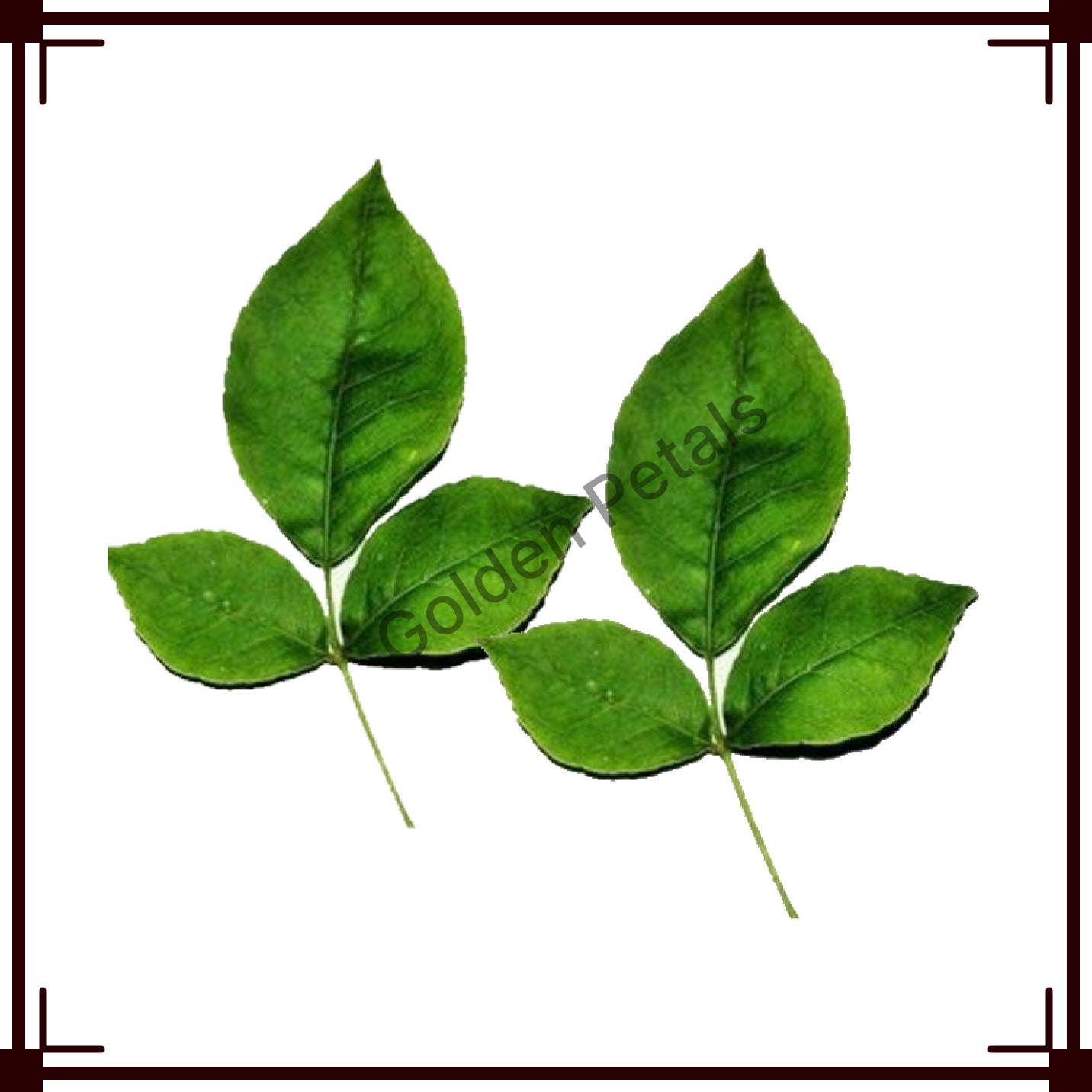 Vilvam / Bel Patra (GP-FL-VIL-003)