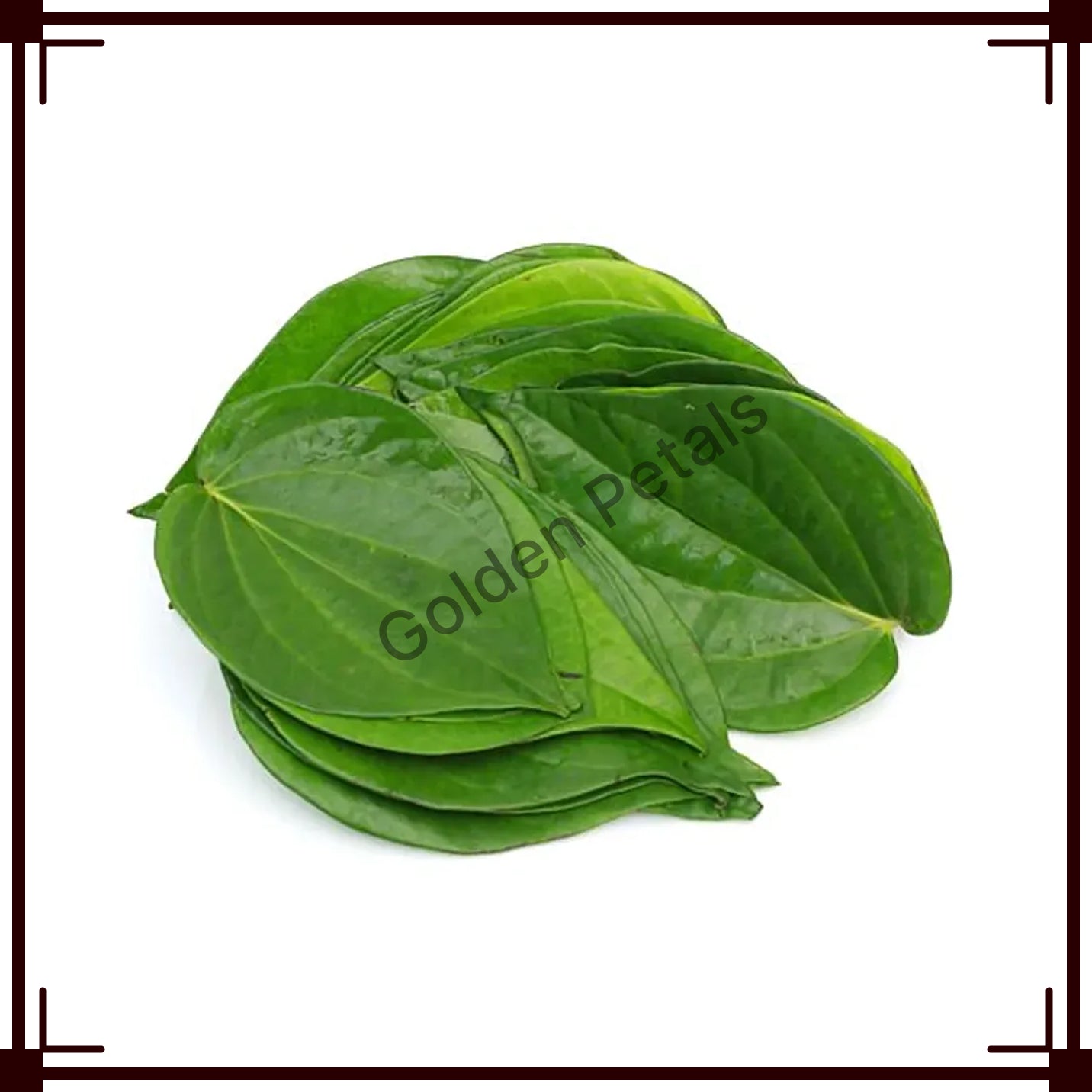 Indian Betel Leaves (GP-FL-BLE-010)