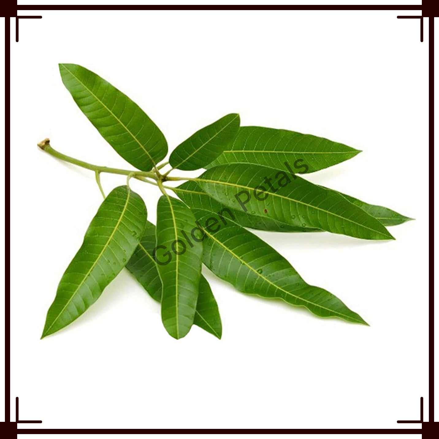 Mango Leaves (GP-FL-MGL-005)