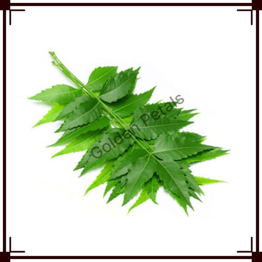 Neem Leaves (GP-FL-NML-004)