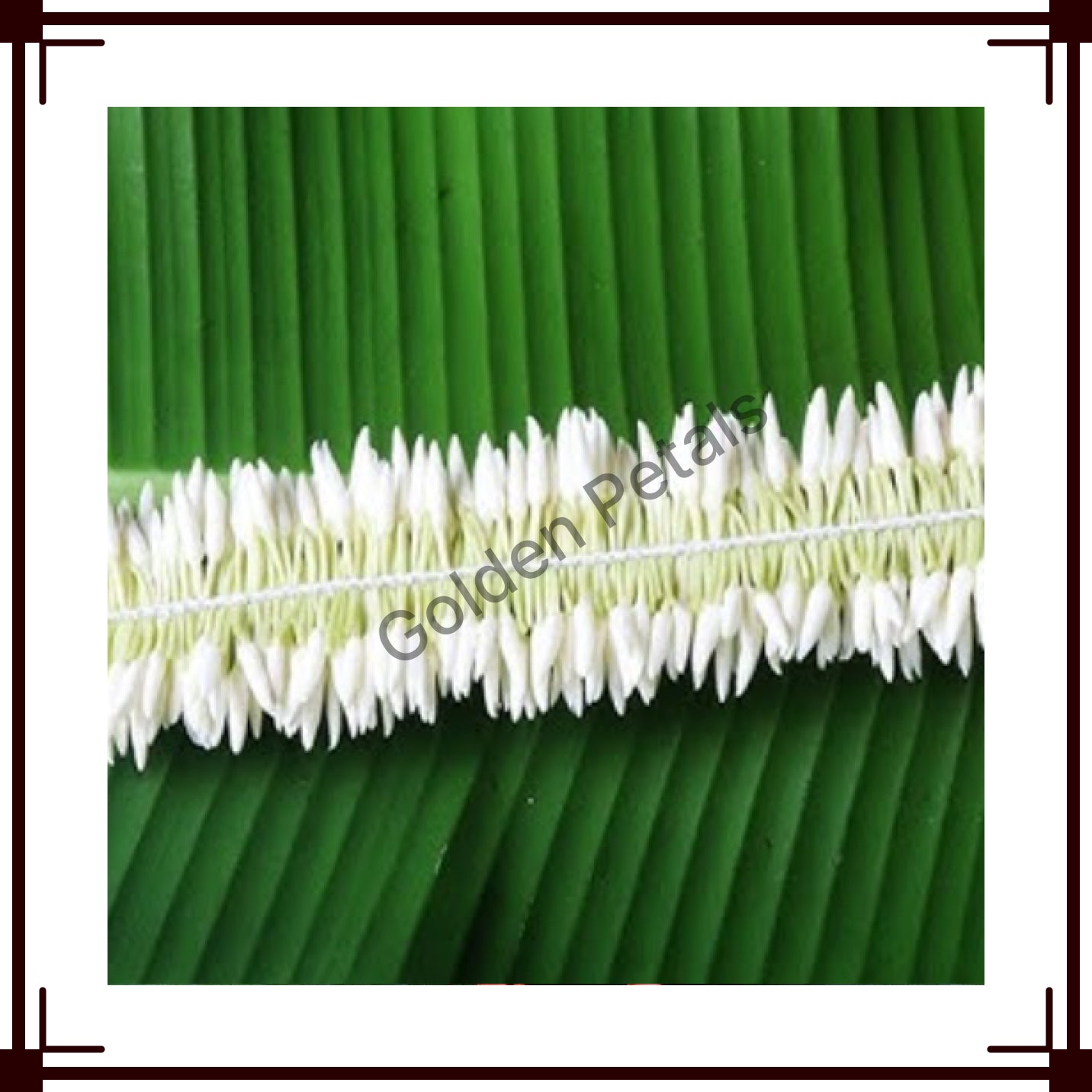 Pichi String 5FT (FF-PIS-020)