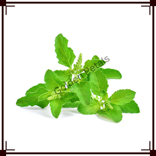 Tulsi (GP-FL-TLS-008)